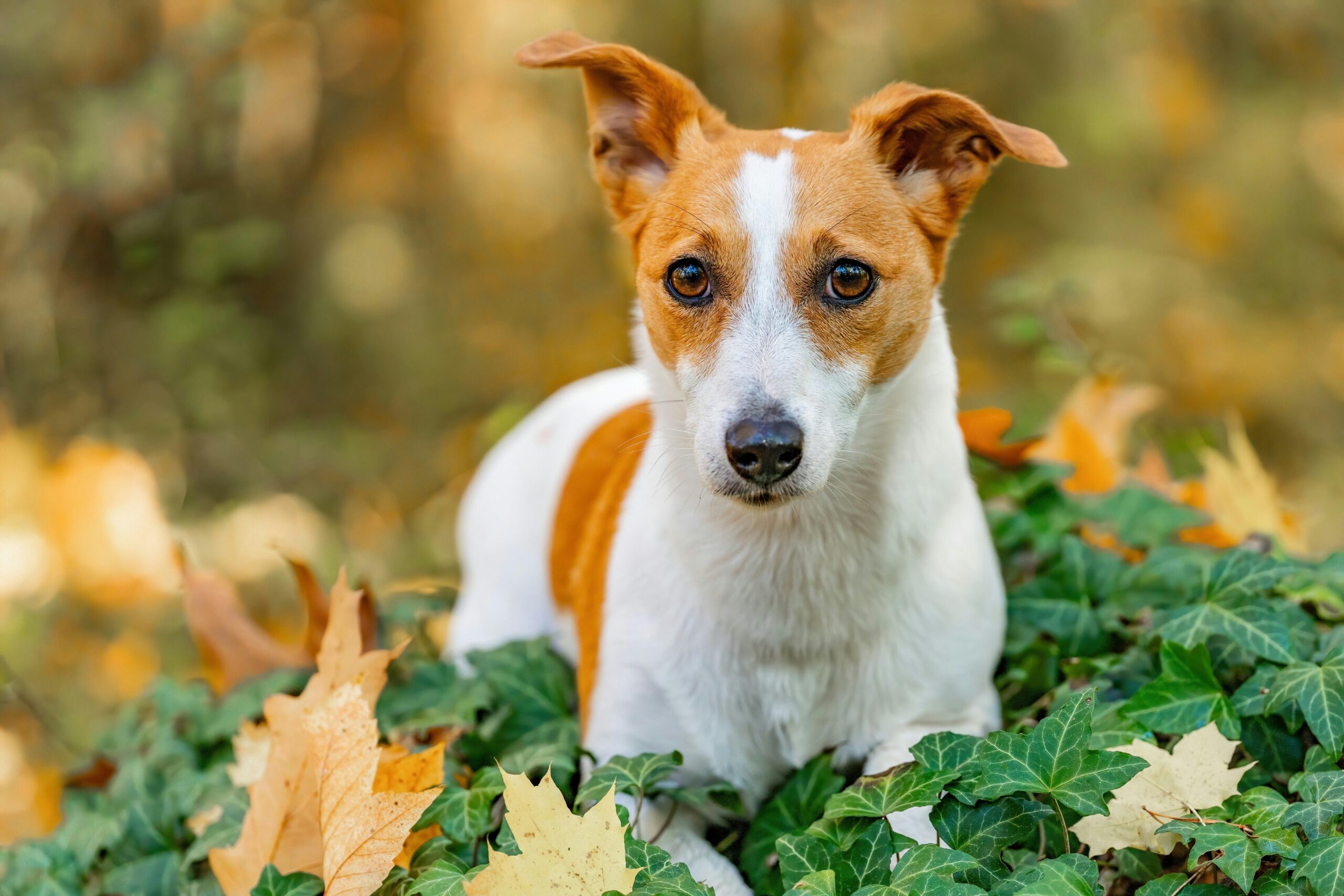 Adorable Jack Russell Terrier sitting amidst colorful autumn leaves, exuding curiosity.