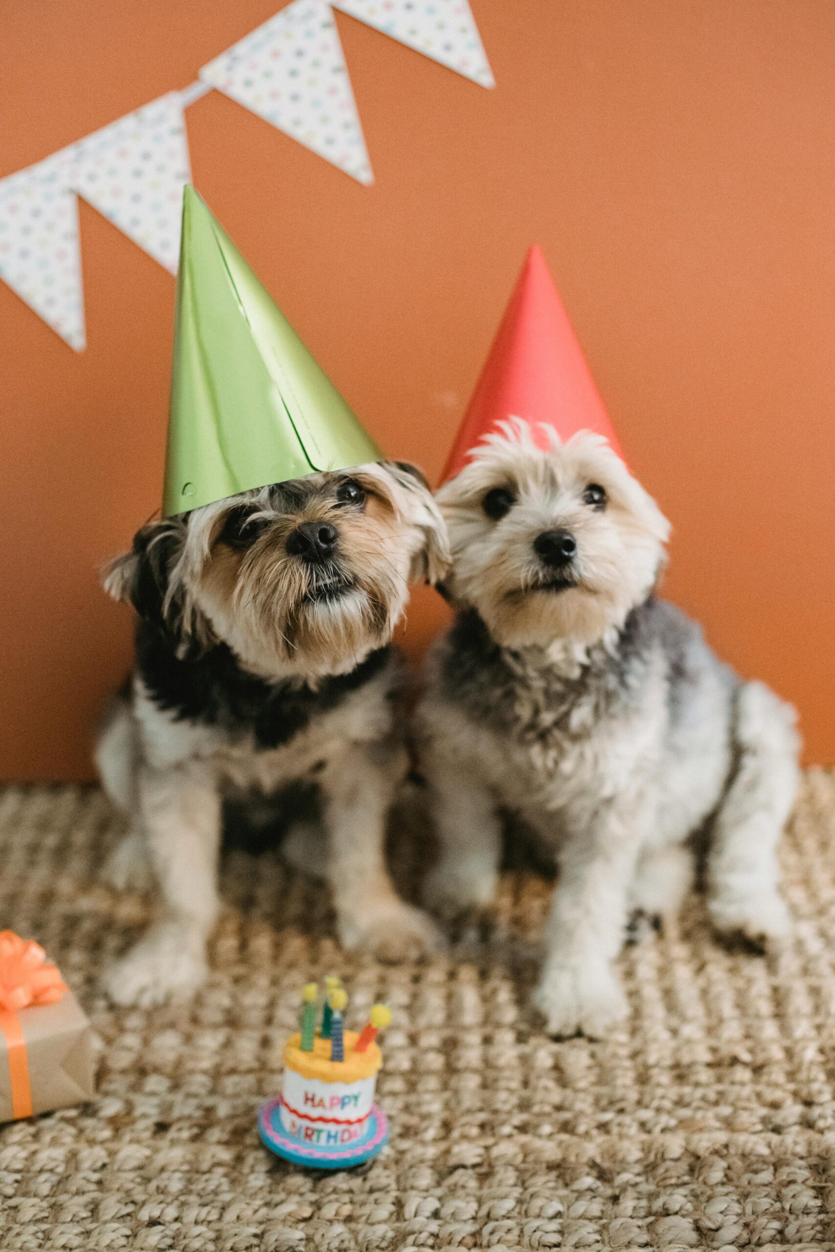 Two dogs wearing party hats celebrate a birthday indoors.